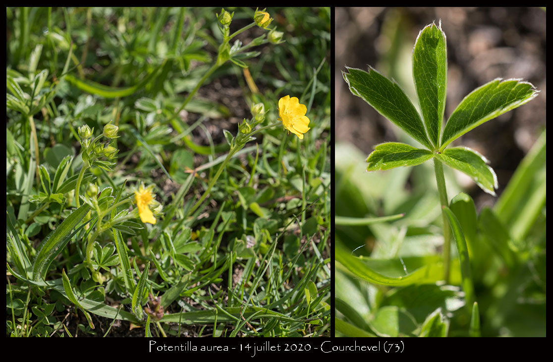 Potentilla aurea